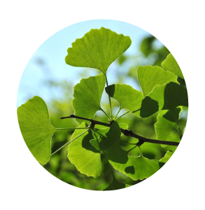 জিঙ্কগো বিলোবা